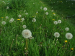 26413 Dandelions.jpg